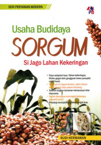 Usaha Budidaya Sorgum : Sijago Lahan Kekeringan