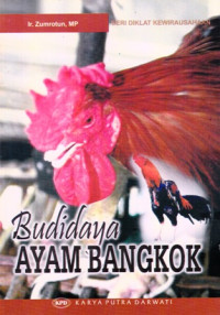 Budidaya Ayam Bangkok