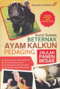 Kunci Sukses Beternak Ayam Kalkun Pedaging: 3 Bulan Panen Besar