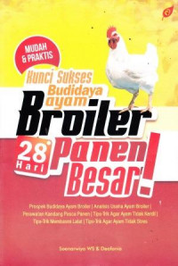 Kunci  Sukses Budidaya Ayam Broiler 28 Hari Panen Besar