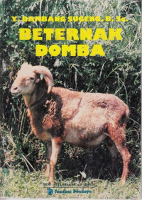 Beternak Domba