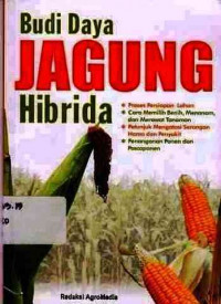 Budi Daya Jagung Hibrida