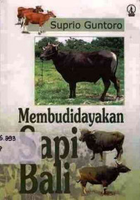 Membudidayakan  Sapi Bali