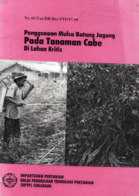 Penggunaan Mulsa Batang Jagung Pada Tanaman Cabe Di Lahan Kritis