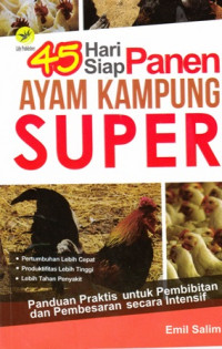 45 Hari siap Panen ayam kampung Super