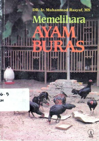 Memelihara Ayam Buras